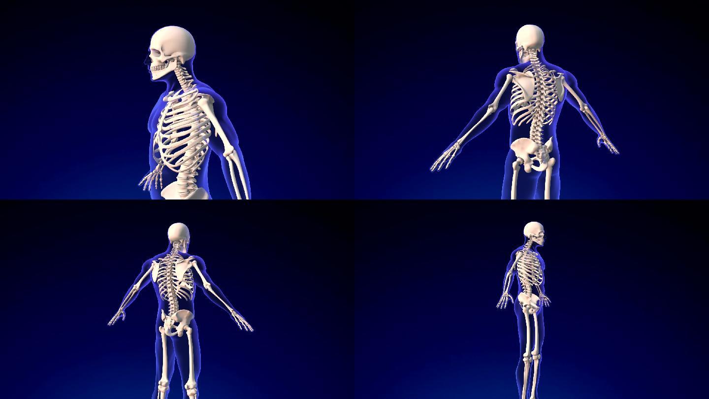 人体骨骼人体腿部生物医学插图三维