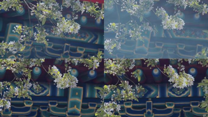 天津天后宫的梨树开花