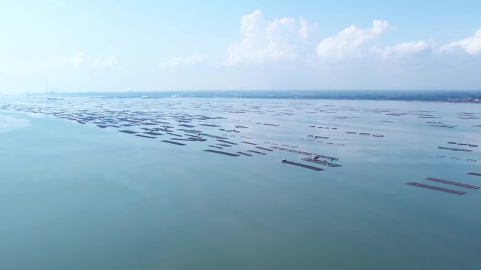 大海 生蚝基地 蚝场 生蚝养殖 海边牧场