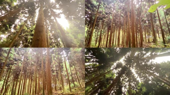 4K阳光树林森林