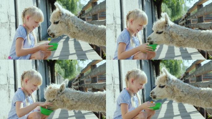 这个女孩正在喂一个很酷的羊驼