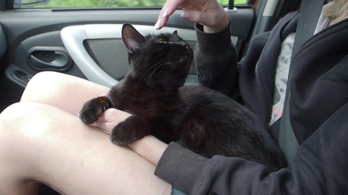 开车旅行时抚摸猫的女人