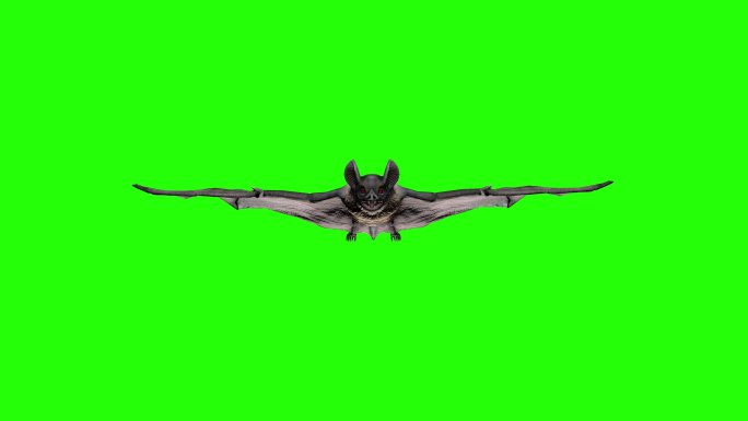 蝙蝠三维动画
