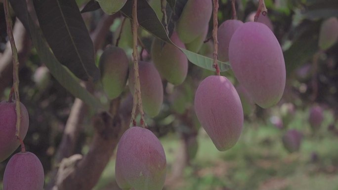 广西百色贵妃芒果园实拍