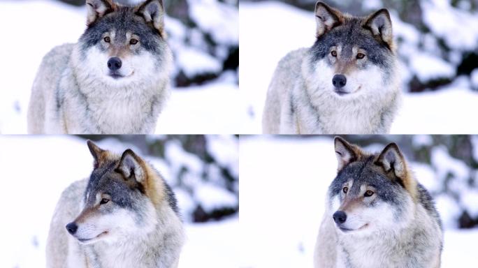 雪林中美丽的狼
