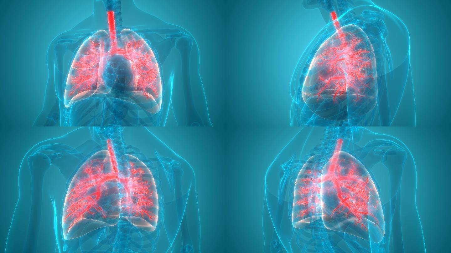人体呼吸系统肺三维图解