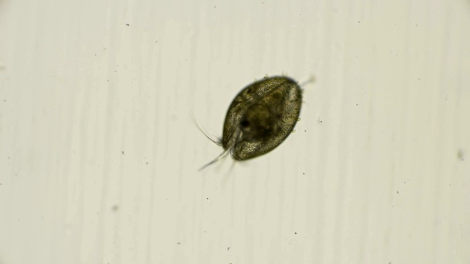介形类小虫子微小水藻