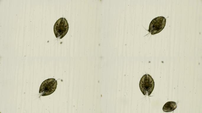 介形类小虫子微小水藻