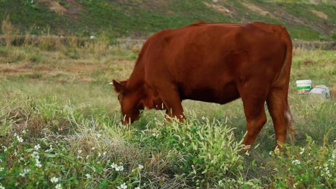 牛吃草素材