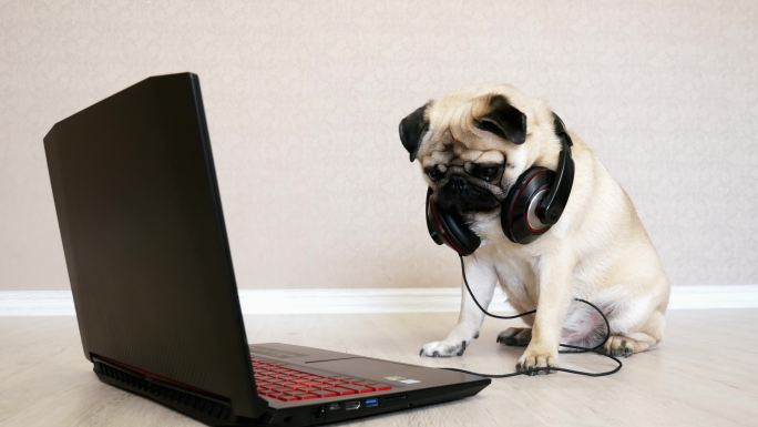 哈巴狗戴着大耳机看着笔记本电脑的屏幕