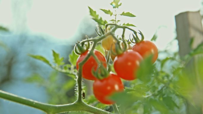 阳光下的樱桃番茄实拍视频素材