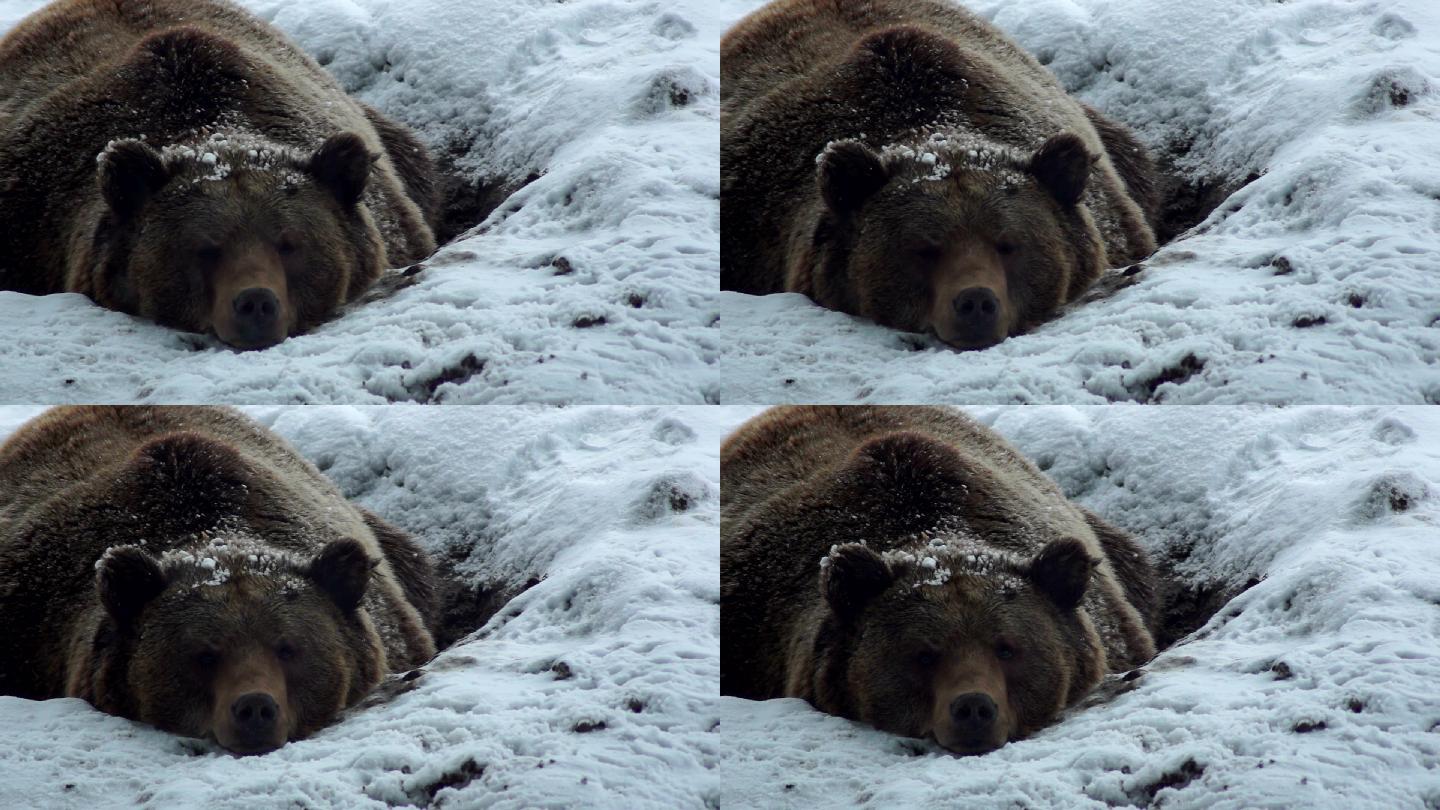 冬天，棕熊在雪地里