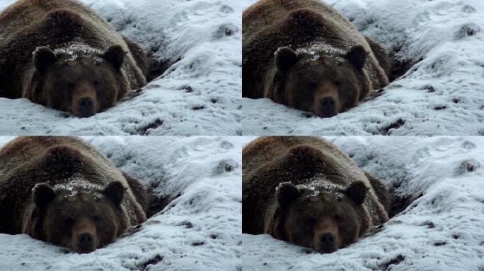 冬天，棕熊在雪地里