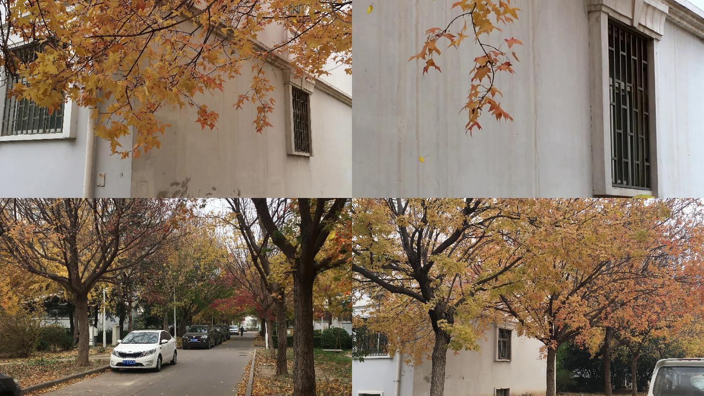 秋天城市居民小区里的黄树叶