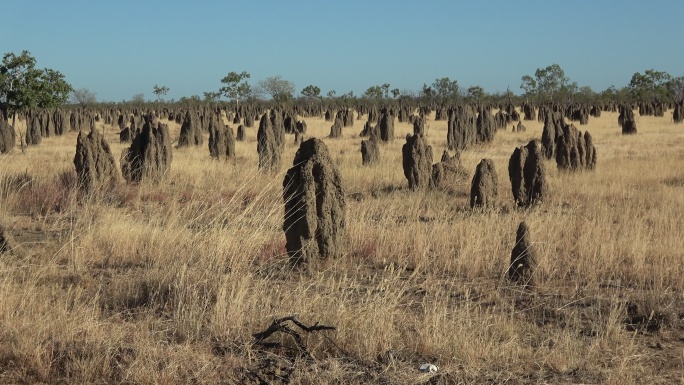 昆士兰北部的巨大白蚁丘。