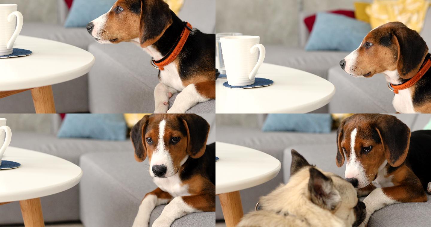 小猎犬嗅桌子上的咖啡杯