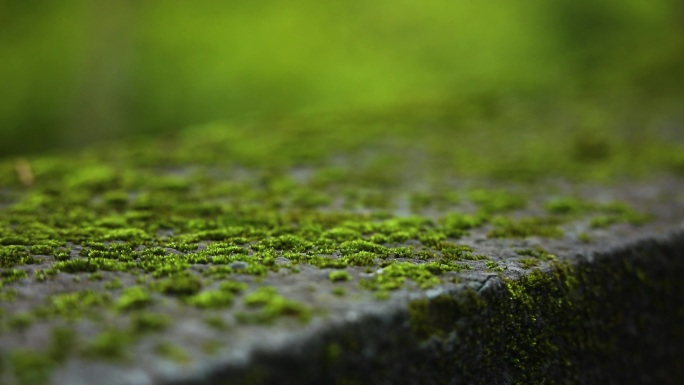 故乡原风景 落叶青苔 树林红叶 草地红花