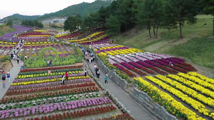 贵州麻江：菊花竞放美景醉人