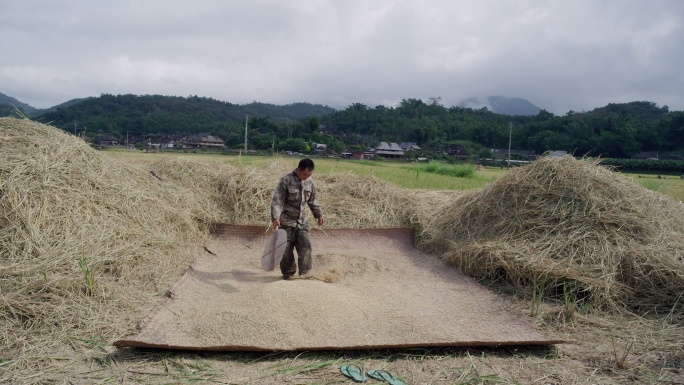 云南农村的农民在农田里草席上晒稻谷