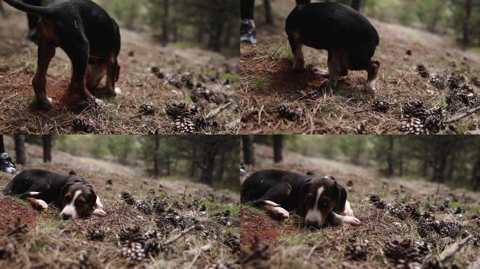 淘气的小猎犬在森林里挖洞