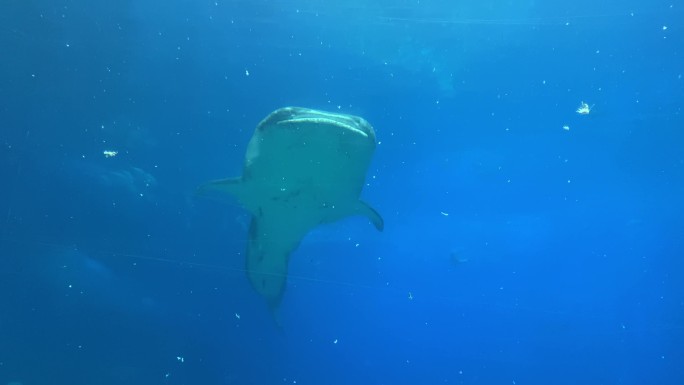 鲸鲨1