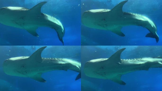 鲸鲨2