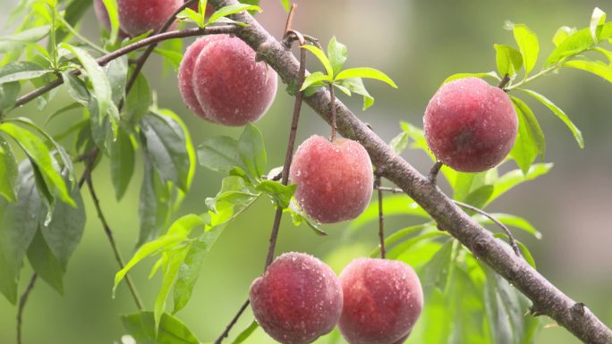 桃子成熟、果园桃子采摘、水果丰收