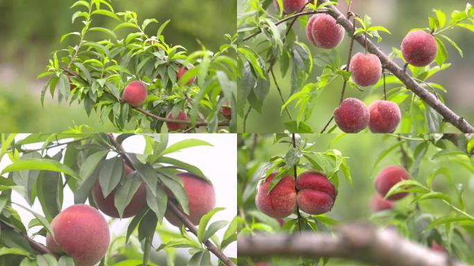 桃子成熟、果园桃子采摘、水果丰收