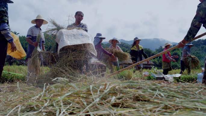 云南边境村庄的农民收割脱粒水稻