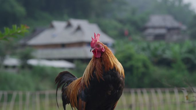 云南农村雄鸡打鸣