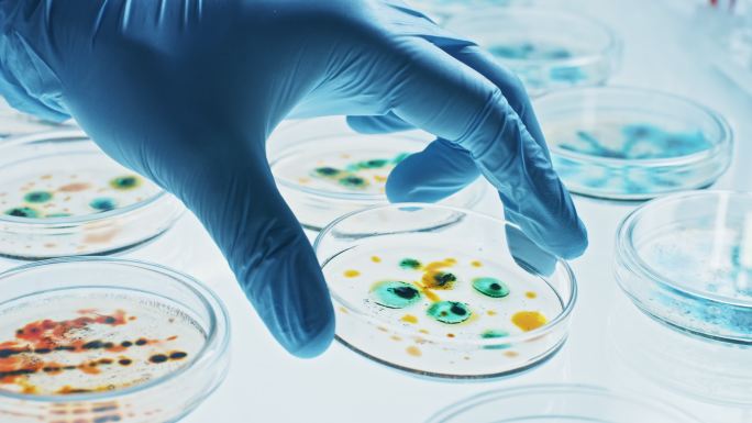 科学家用培养皿处理各种细菌和血液样本。