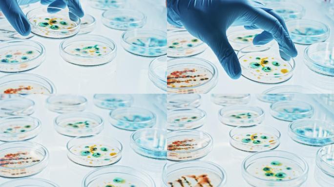 科学家用培养皿处理各种细菌和血液样本。