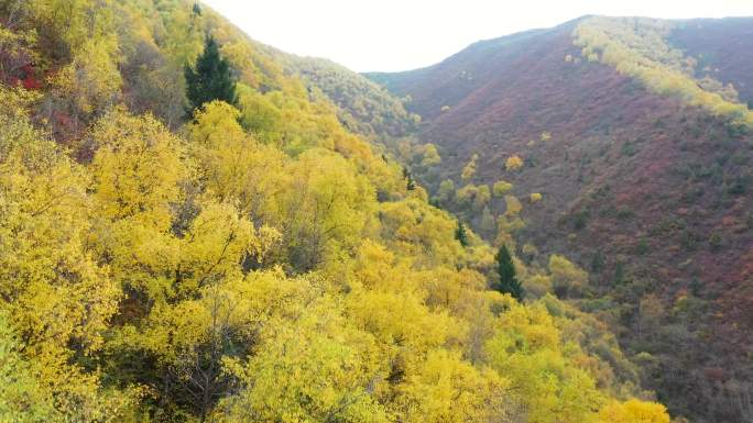 航拍 兰州 兴隆山 金黄的森林 秋天景色