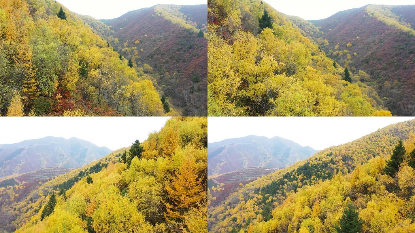 航拍 兰州 兴隆山 金黄的森林 秋天景色