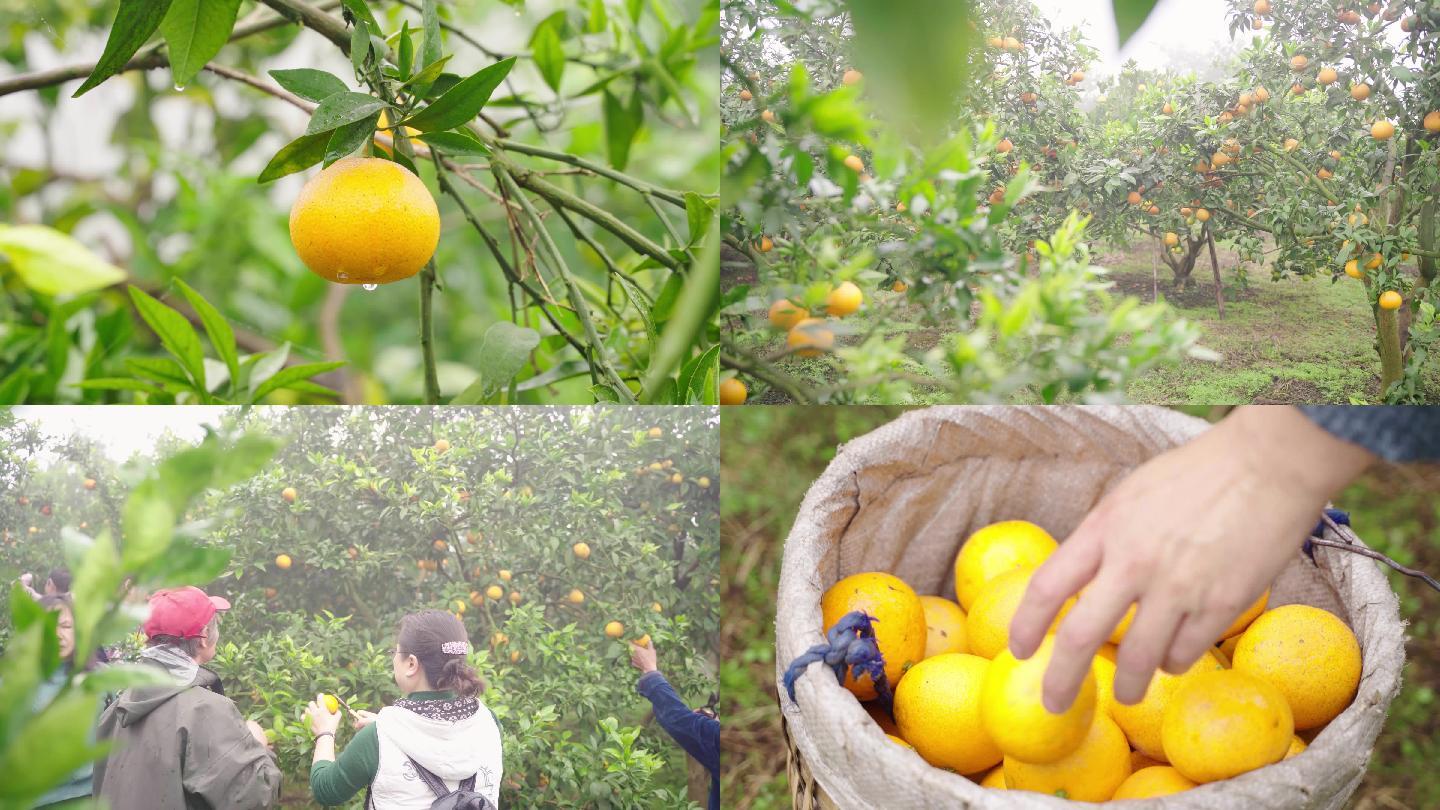 农产品水果柑橘橘子采摘 农民丰收喜悦