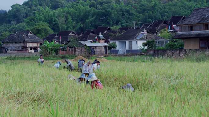 云南边境村庄的农民收割水稻