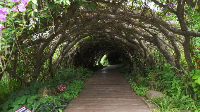 唯美绿野仙踪植物园的藤蔓植物绿色隧道