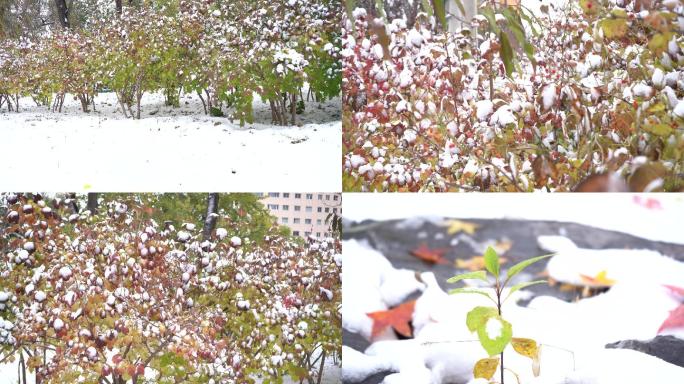 厚厚的雪覆盖的植物【4k原创】