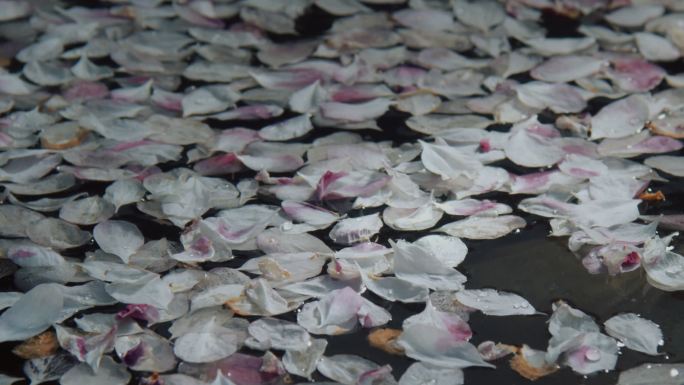 飘落在寺庙水缸里的梨花花瓣