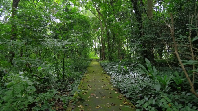 唯美森林公园长满苔藓青苔林荫大道林间小路