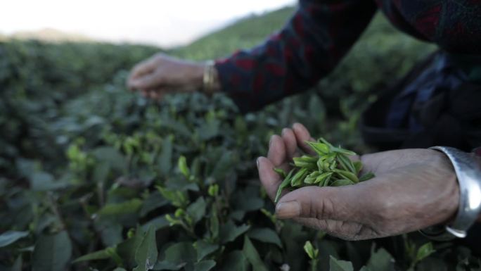 绿茶明前茶茶农采茶