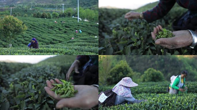 绿茶明前茶茶农采茶