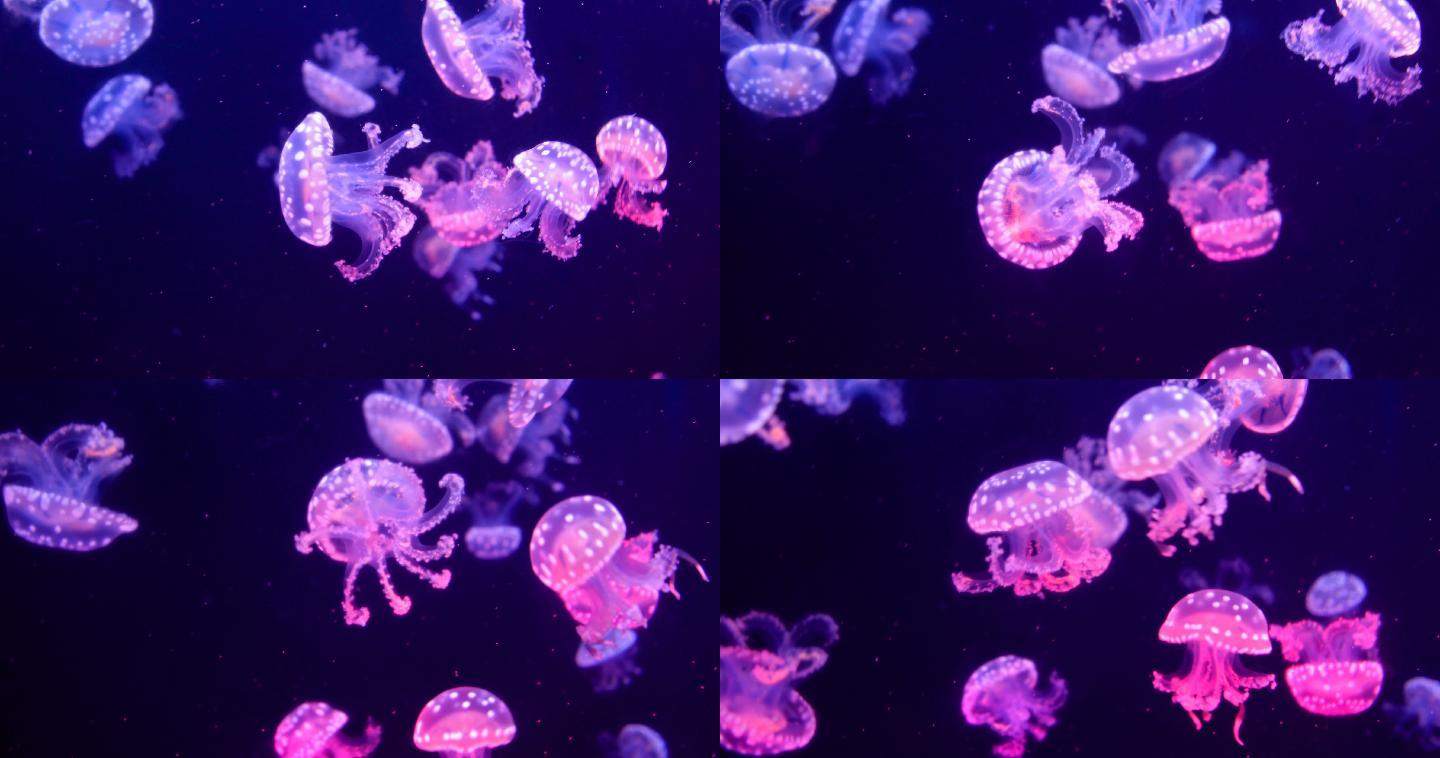 一群水母在游泳水族馆海底世界海洋物种种类