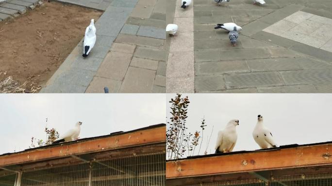 北京公园 鸽子