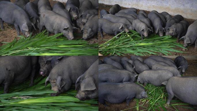 4K 原生态饲养的黑毛猪