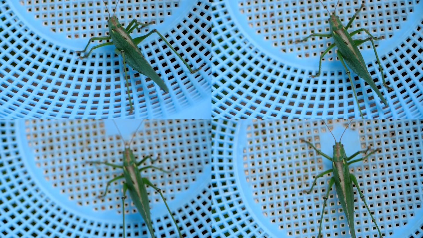 大绿蝗虫雌性特写。