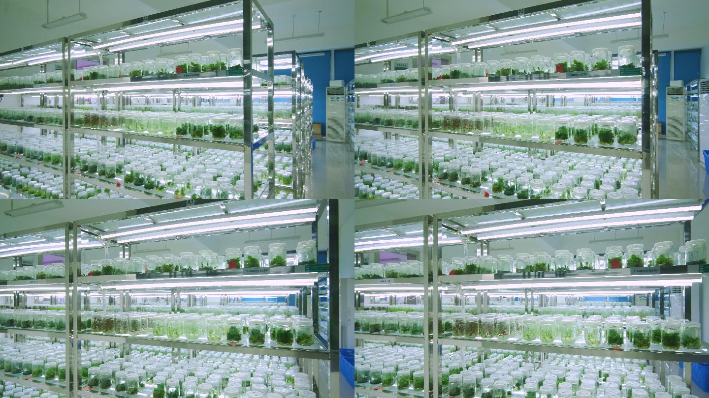 生物实验室植物培育