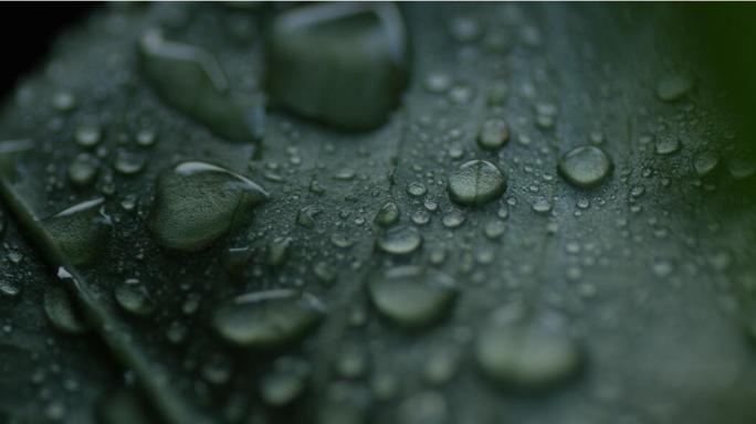 谷雨惊蛰雨滴汇聚过程叶子