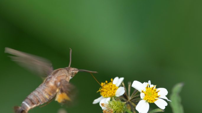 采蜜的飞蛾扇动翅膀采食取蜜猎取食物