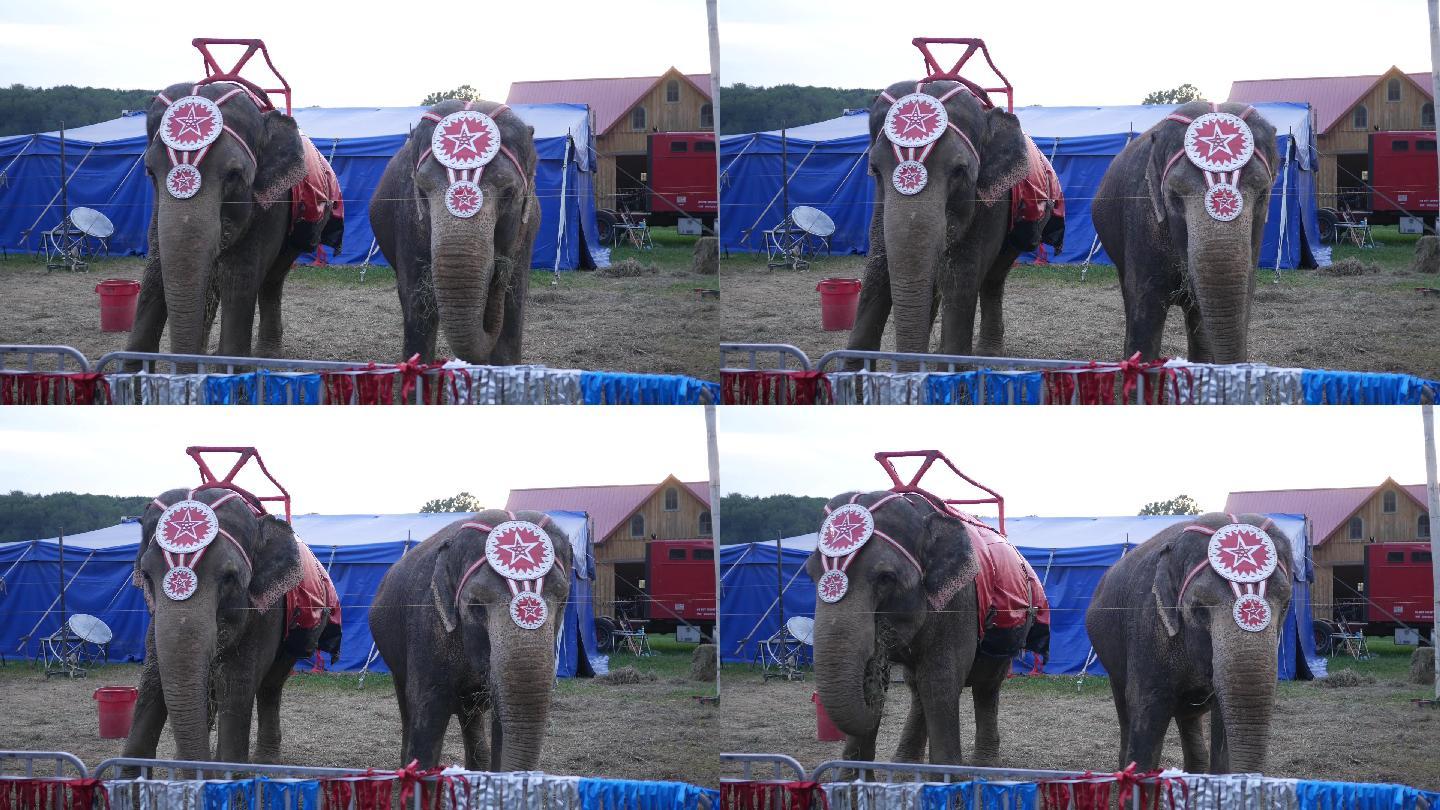 两头马戏团大象